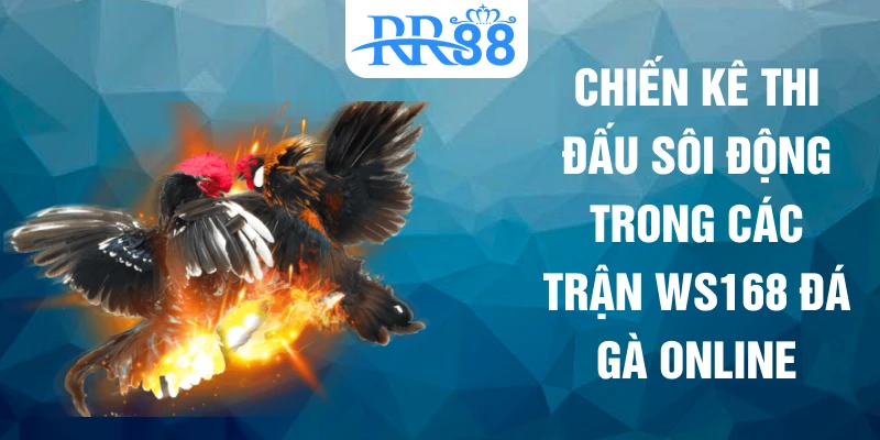 Chiến kê thi đấu sôi động trong các trận WS168 đá gà online