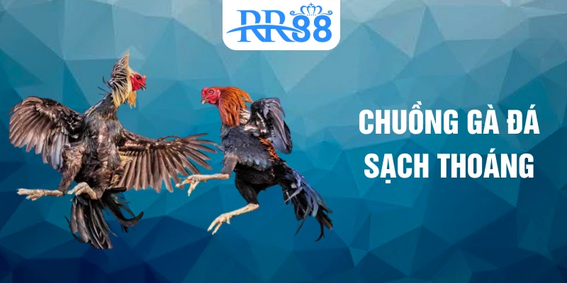Chuồng gà đá sạch thoáng