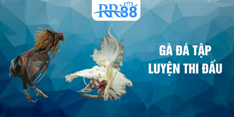 Gà đá tập luyện thi đấu