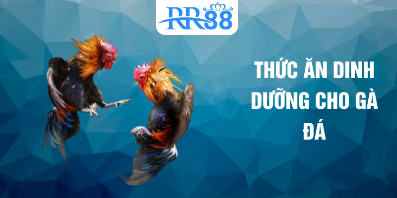 Thức ăn dinh dưỡng cho gà đá
